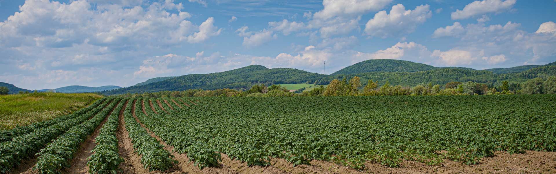 Maine Genealogical Society, Maine Vital Records and More