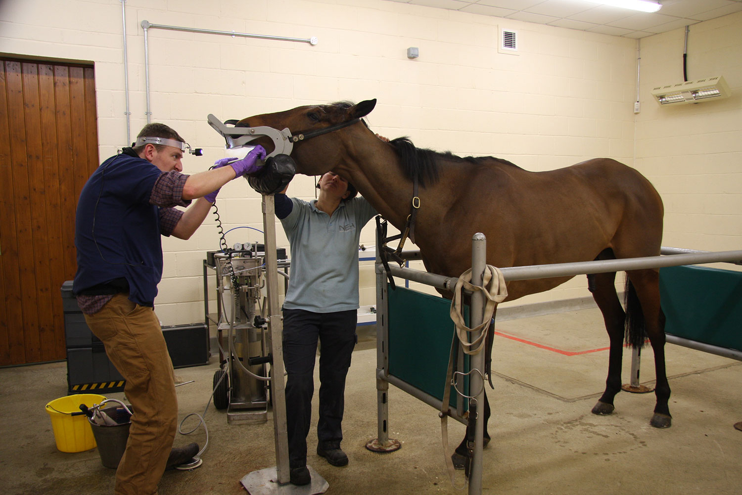 Sinogene Pet Cloning Company