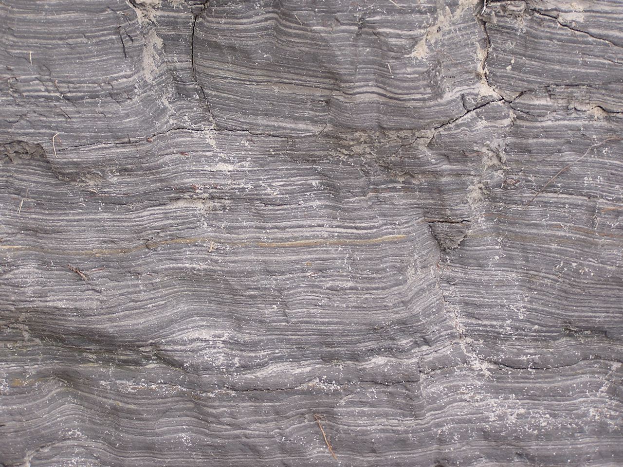 Hawkesbury Sandstone Shale Lenses
