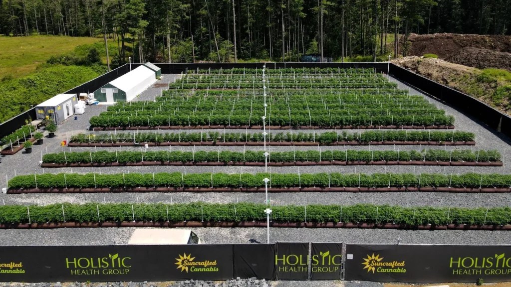 Sustainable Facility Design Suncrafted Cannabis Dispensary