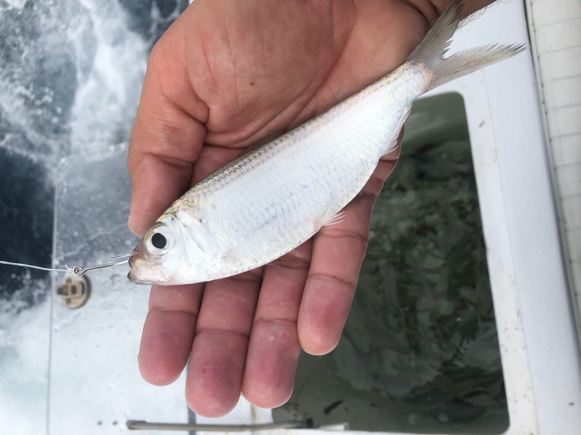 Why we use live bait in the Florida Keys Marathon Islamorada Key West
