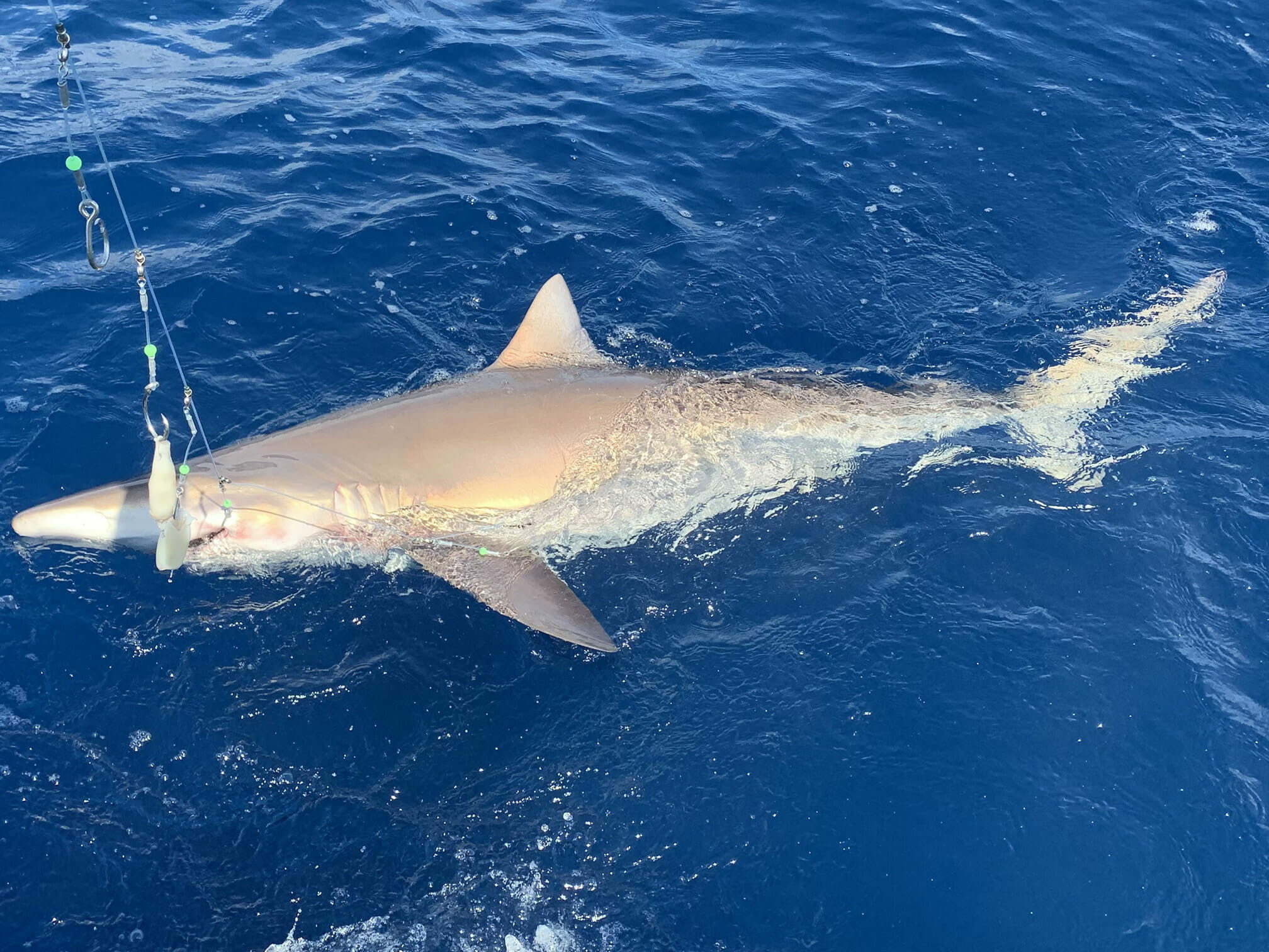 Shark Fishing in the Florida Keys Marathon, Florida Fishing Charters