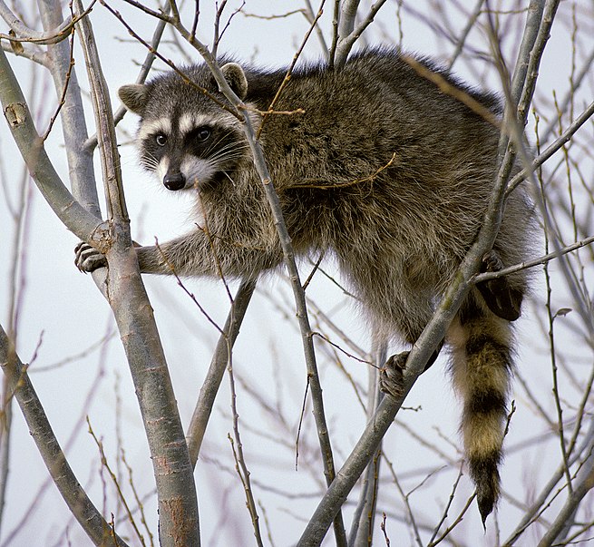 Raccoon vs. Lemur What's the Difference? Main Difference