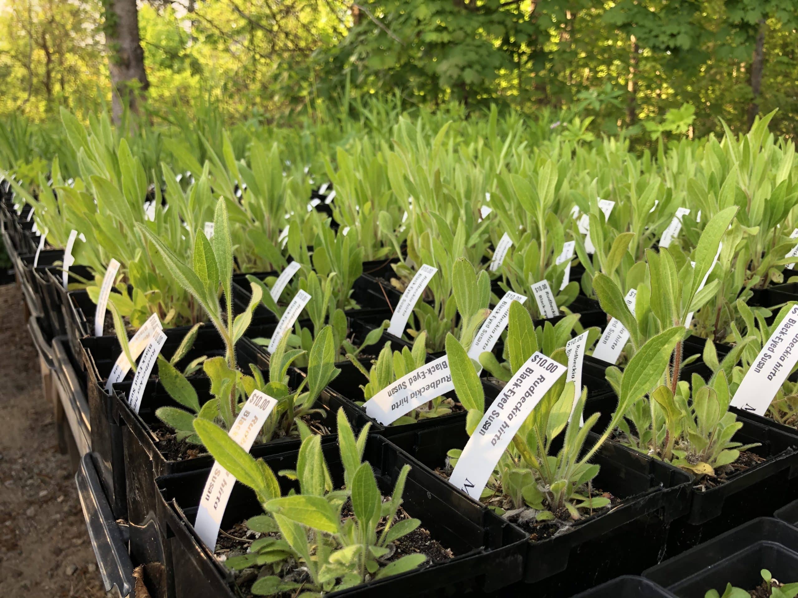 Native plants sale begins today Maine Audubon
