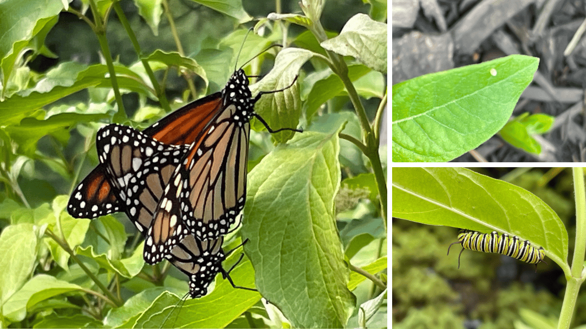 August Plants Sale Update Maine Audubon