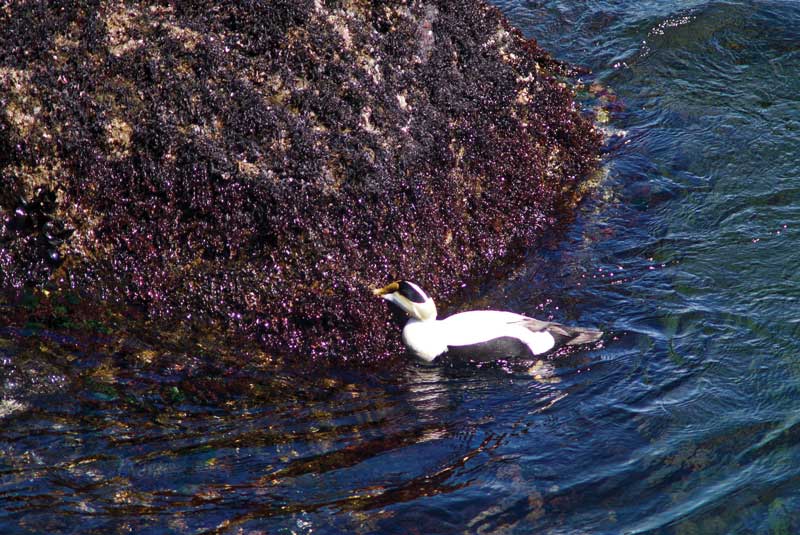 The Case of the Missing Mussels Maine Boats Homes & Harbors