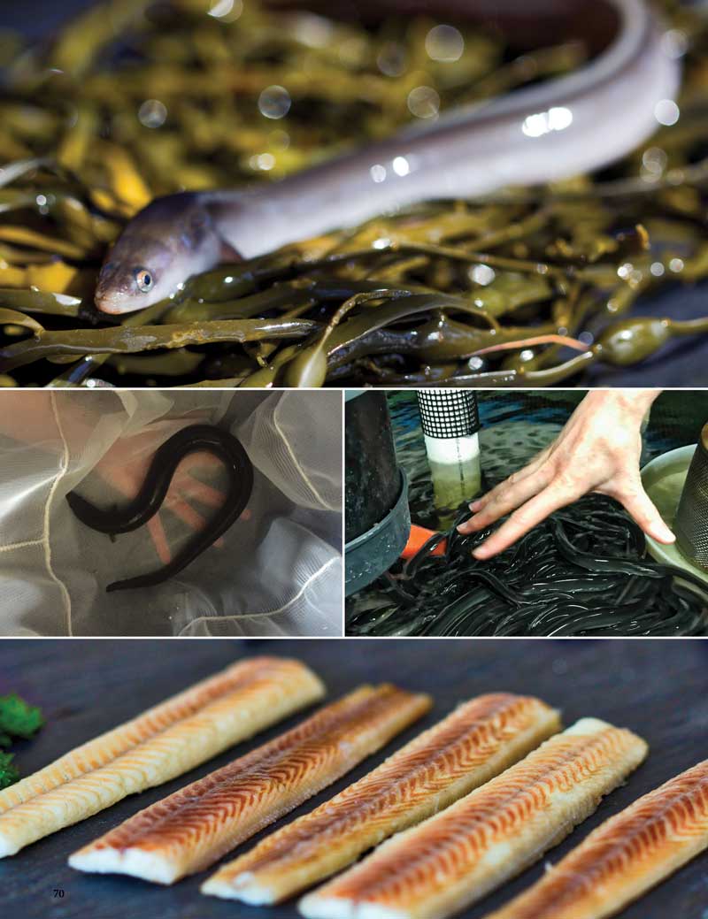 EEL of Fortune Maine Boats Homes & Harbors