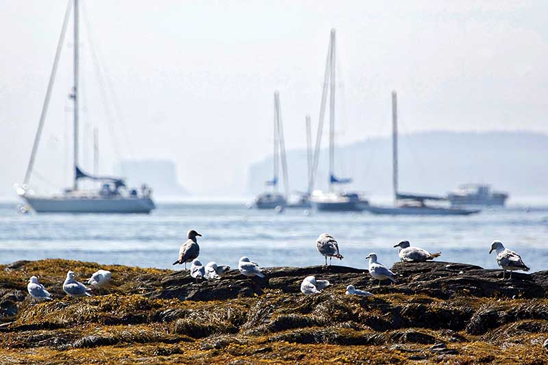 Frenchman Bay Conservancy Protecting Special Places Maine Boats
