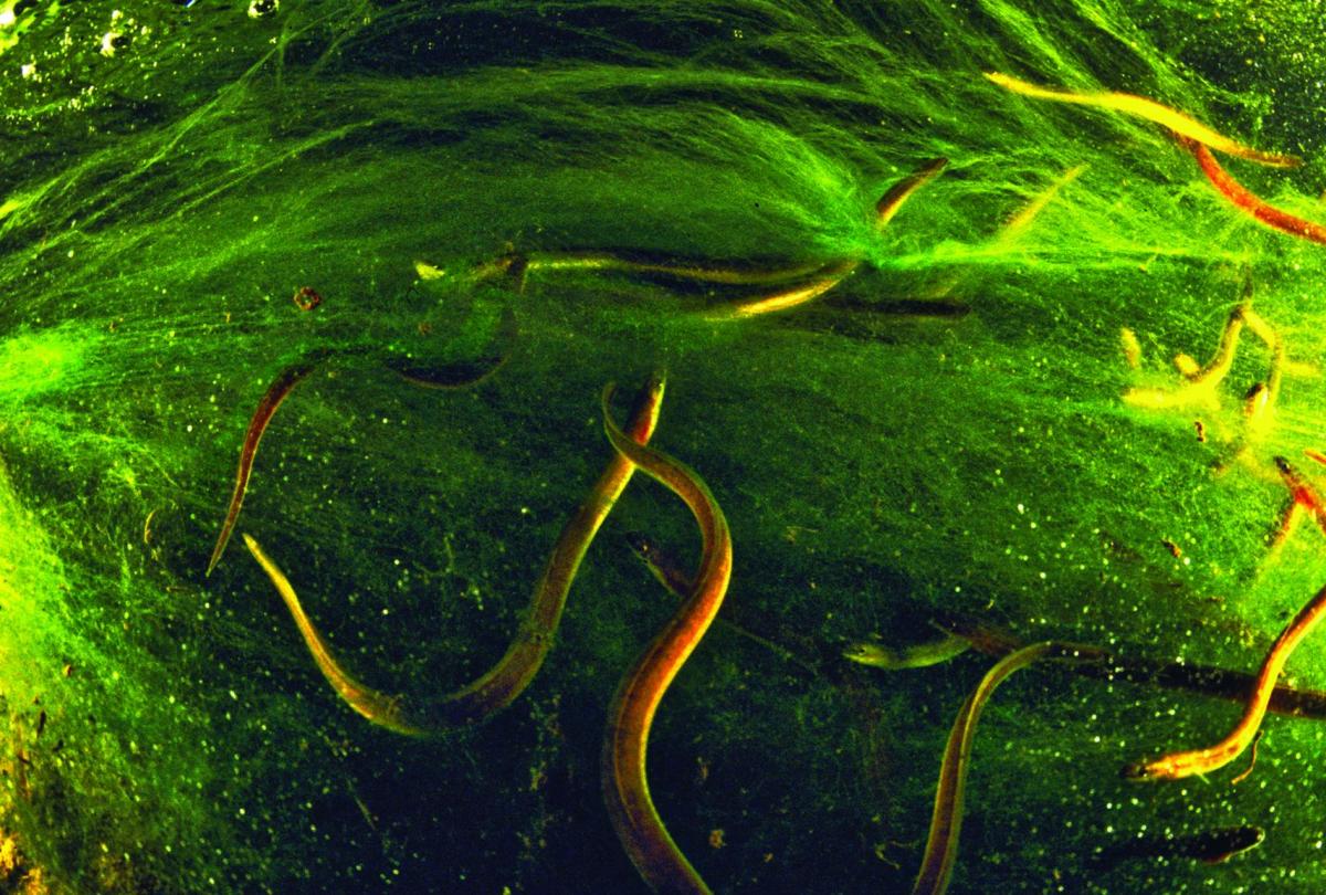 The Secret Life of EELS Maine Boats Homes & Harbors