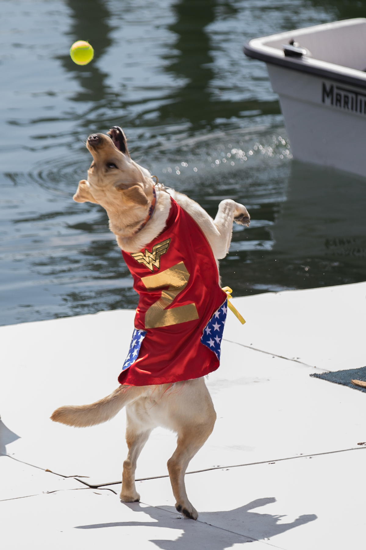 Five dogs will compete for the title of World Championship