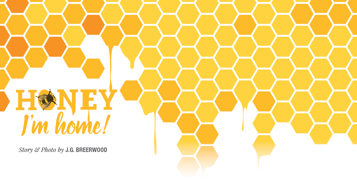 The Joy of Home Brewing Mead Maine BrewGuide