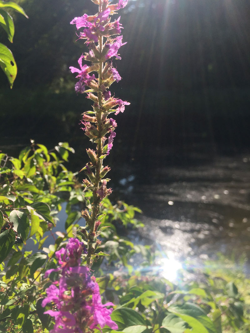 Happy Farm Trail, Whitefield Maine by Foot