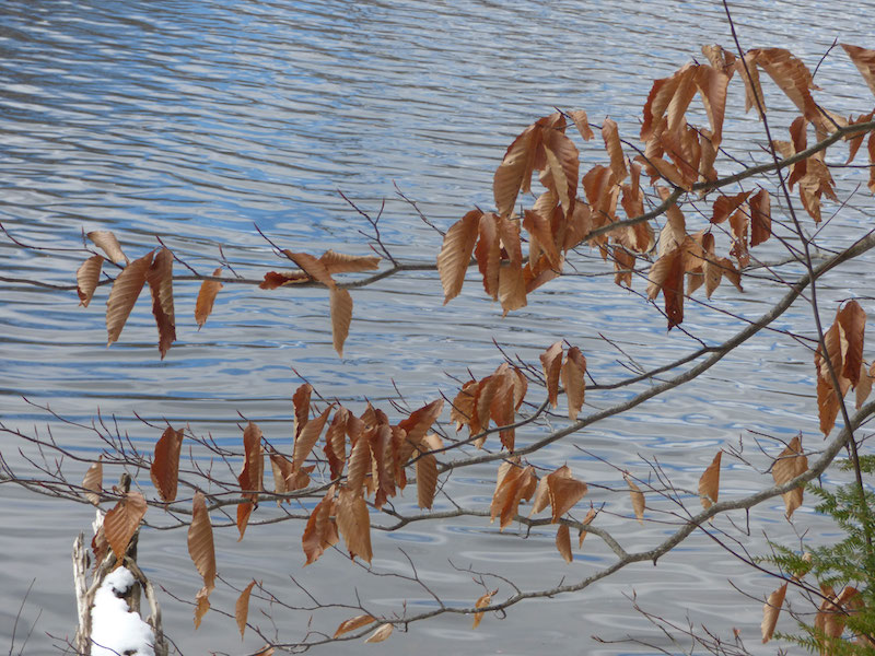 Quarry Road Trails, Waterville Maine by Foot