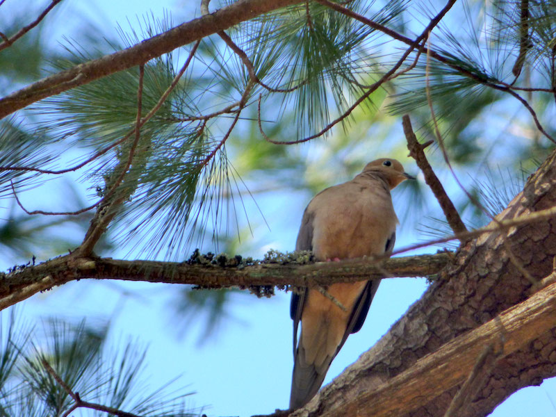 rogers2 Maine by Foot