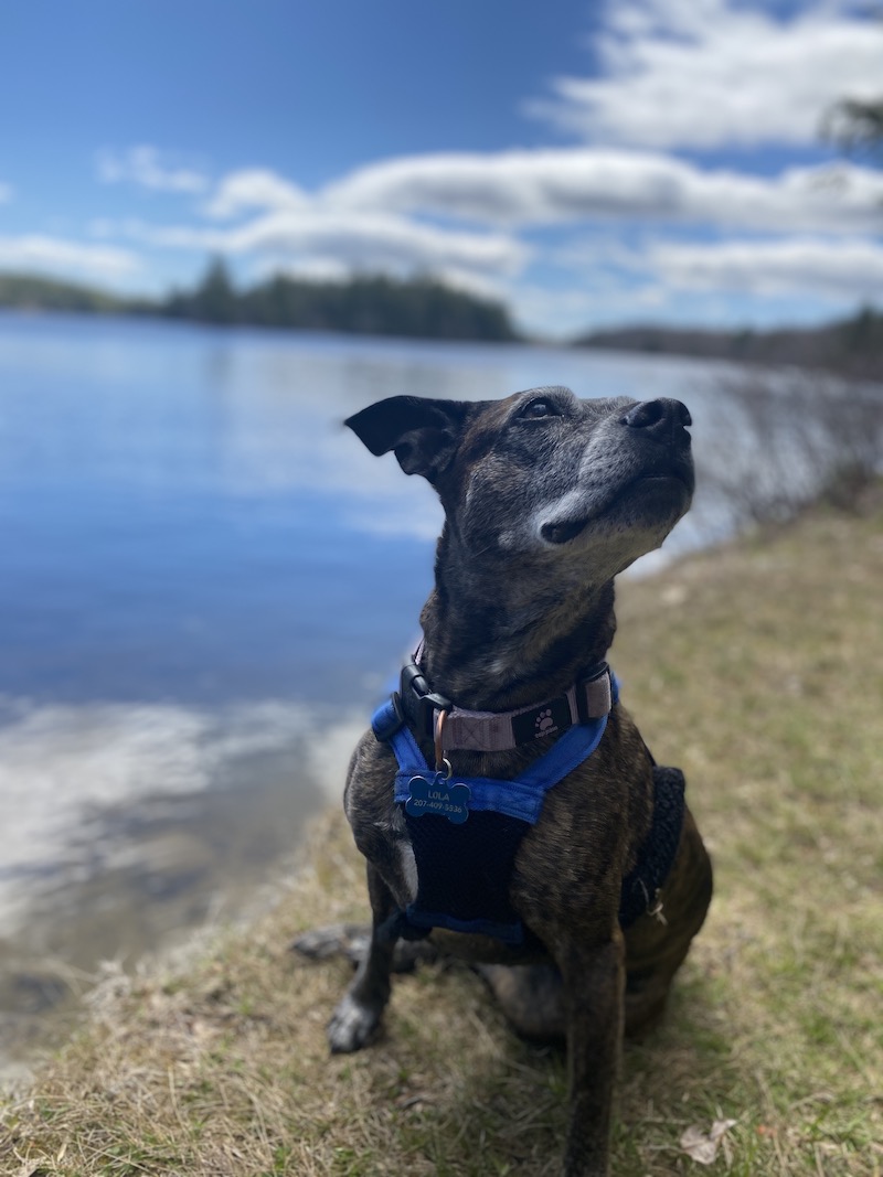 Spectacle Pond at the Alonzo H. Garcelon Wildlife Management Area