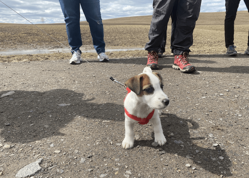 Shaw Cherry Hill Farm, Gorham Maine by Foot