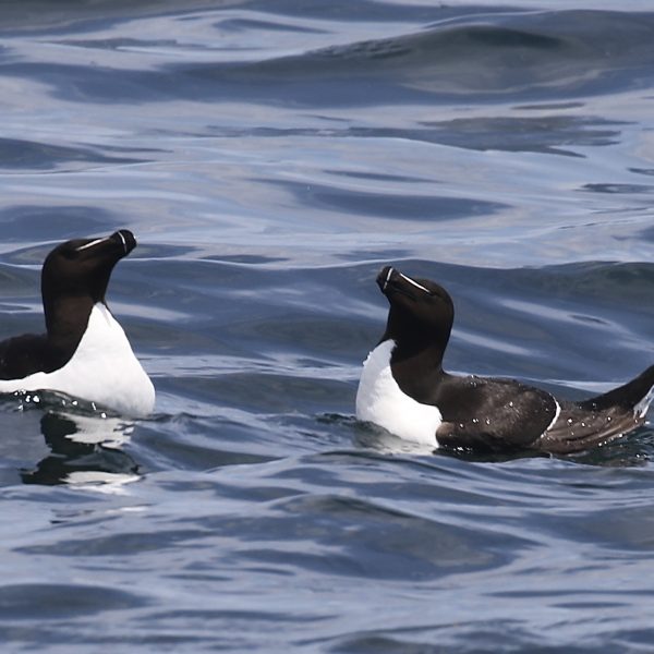 Seabird Fun Facts Friends of Coastal Maine Islands