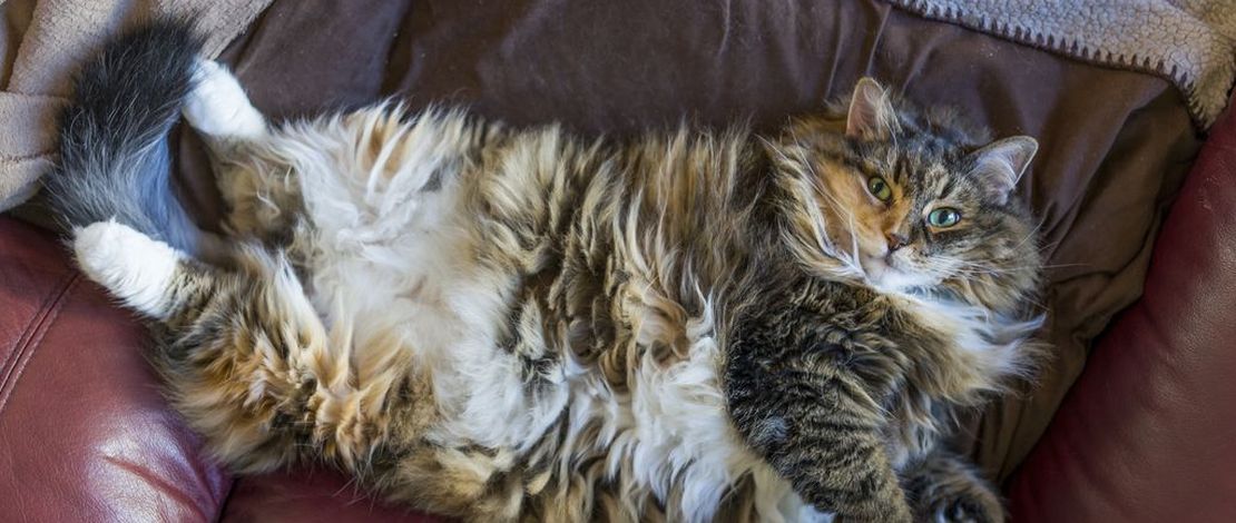 Gesundheit der MaineCoonKatze Maine CoonABC.de