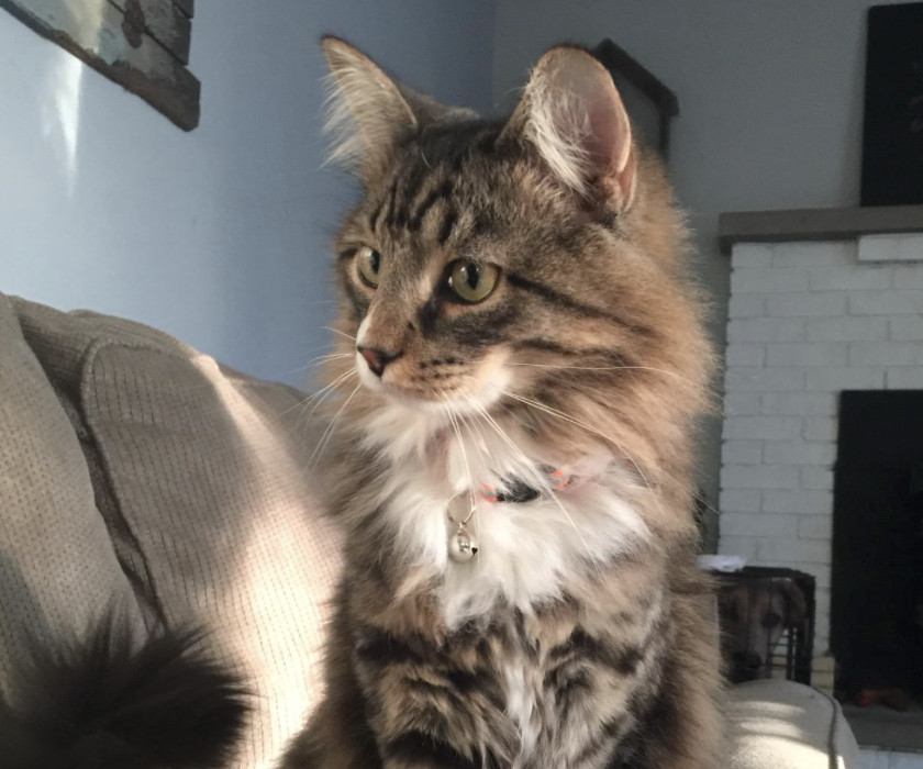 Top 10 Cat Collars for Maine Coons