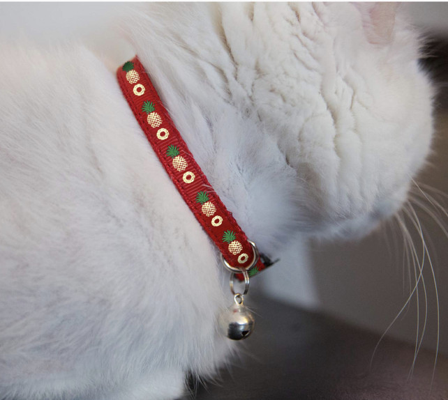 Top 10 Cat Collars for Maine Coons