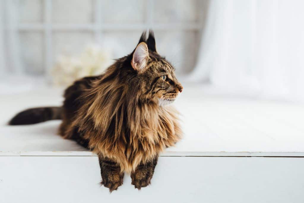 Reasons Maine Coons Are the Best Cats Maine Coon Admirer