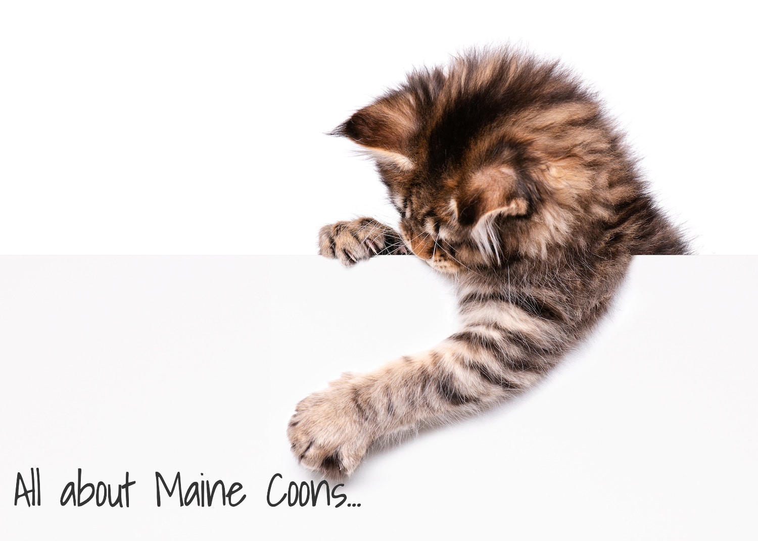 Maine Coon Family Cattery Canada Based Pure Breed Maine Coon Kittens