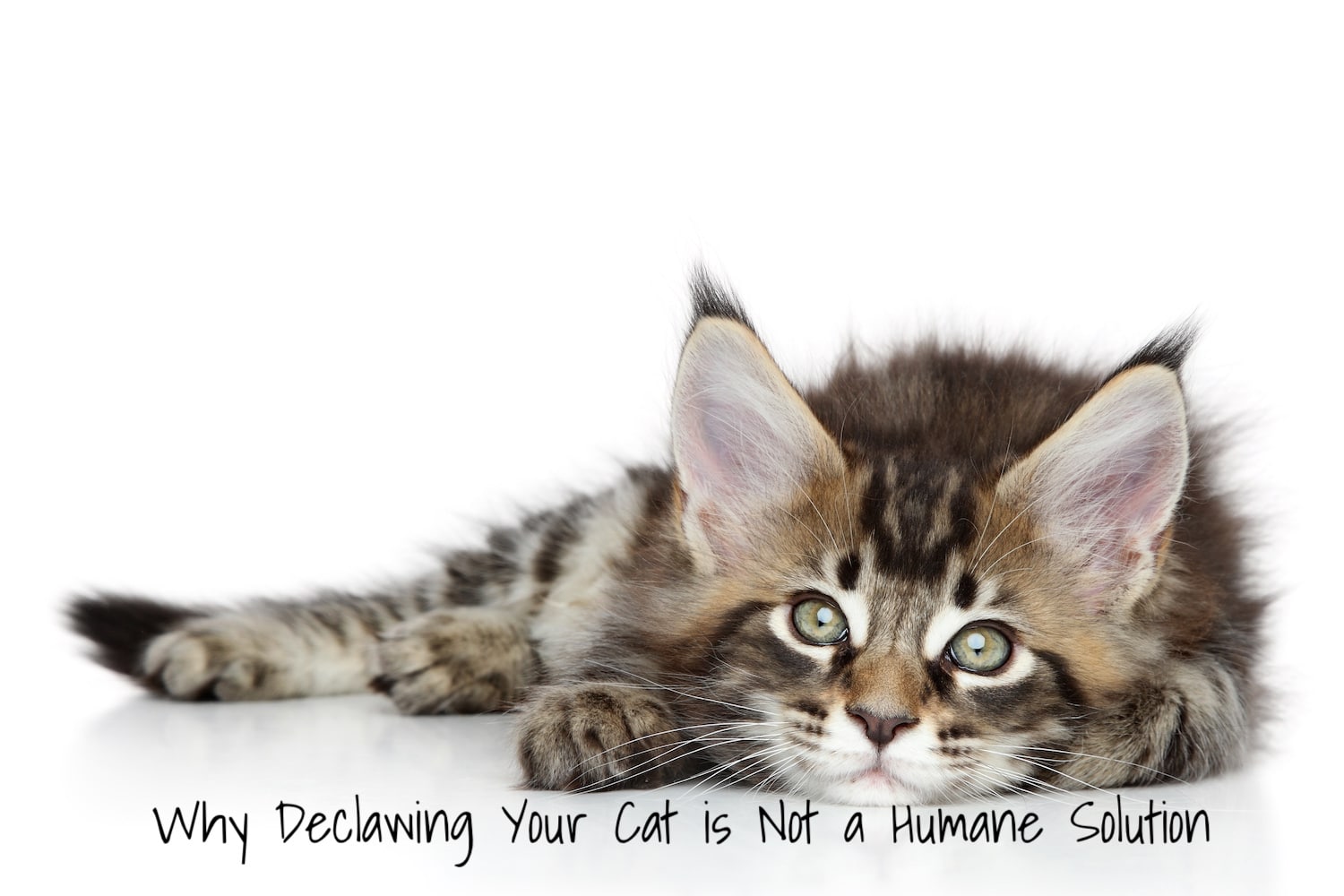 Understanding the Risks of Declawing Maine Coon Family