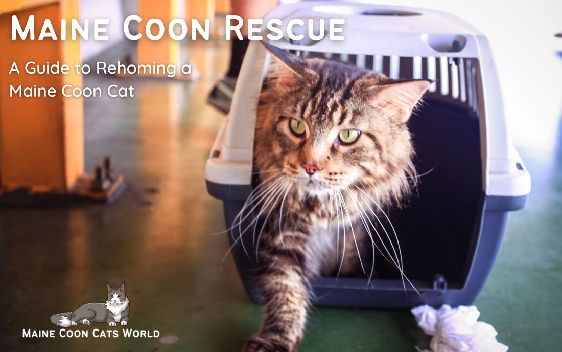 Maine Coon Rescue A Guide to Finding a Cat for Adoption (2023)