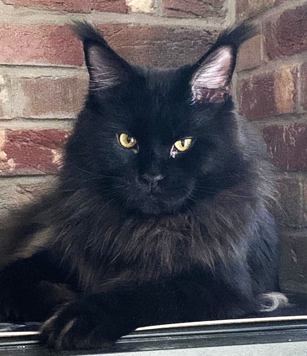 Maine Coon Cattery Alissa