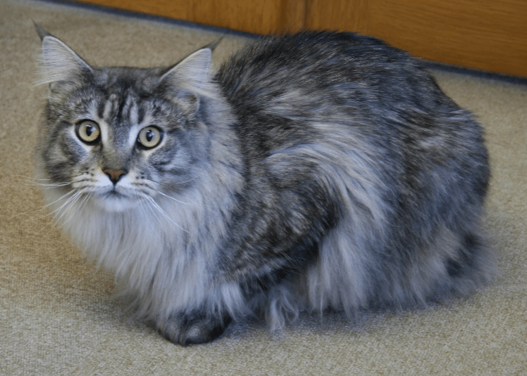 Male vs Female Maine Coons Which Gender Is Better For You? Maine