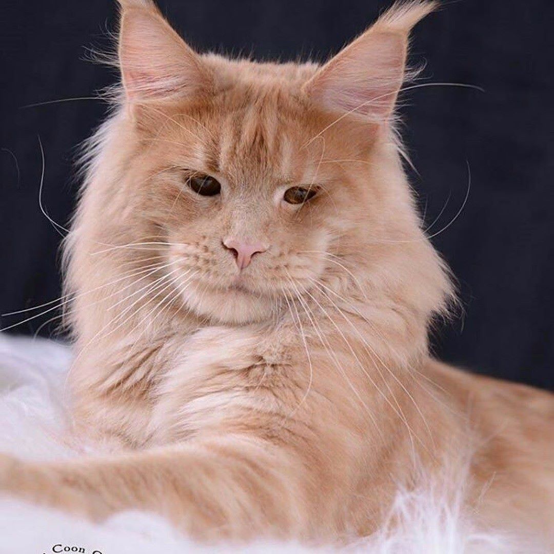 How To Teach Your Maine Coon To Come When Called Maine Coon Expert