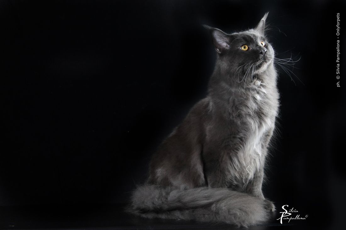 The Blue Maine Coon Maine Coon Expert