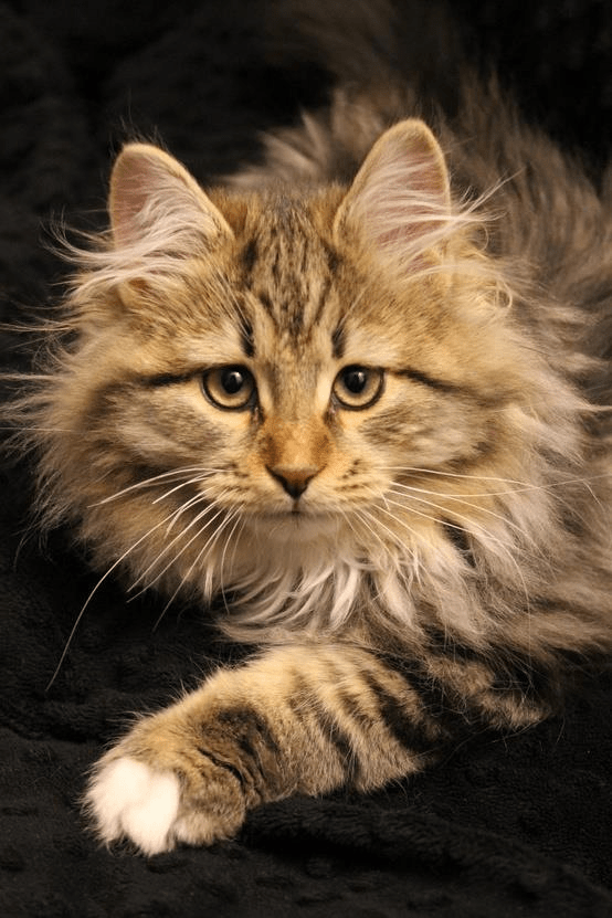 Common Maine Coon Cat Allergies Maine Coon Expert