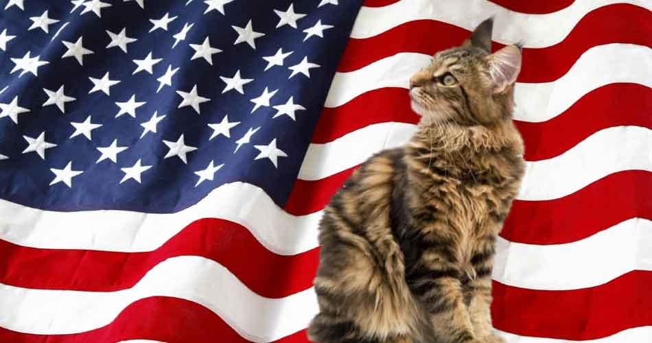 A List Of Maine Coon Adoptions And Rescue Centers In The Us - Maine Coon Expert