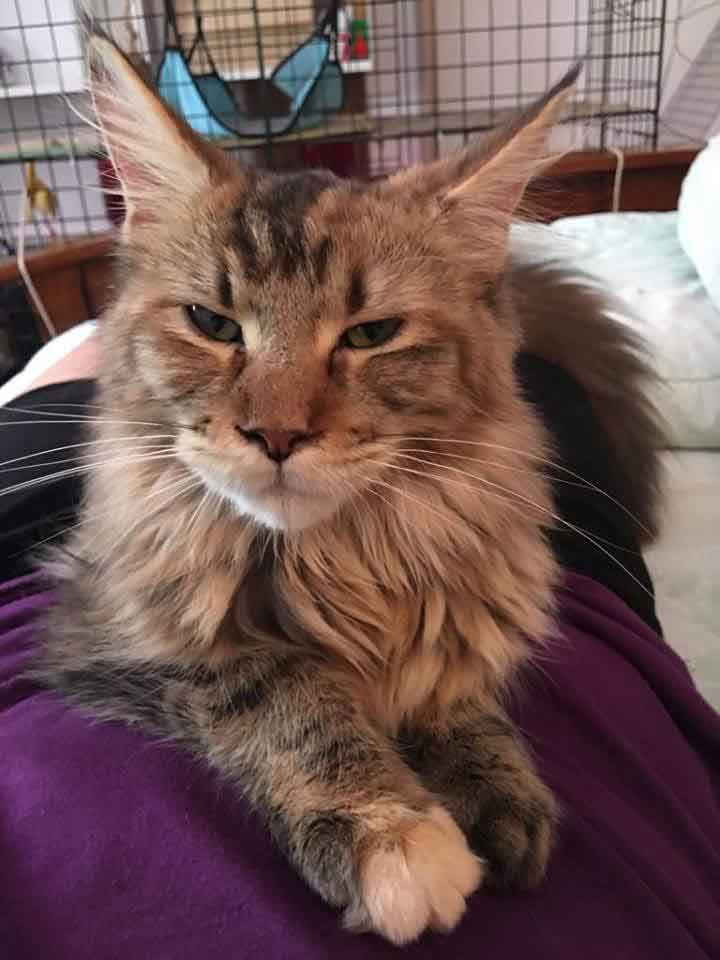 Best Age To Breed A Maine Coon Cat Maine Coon Expert