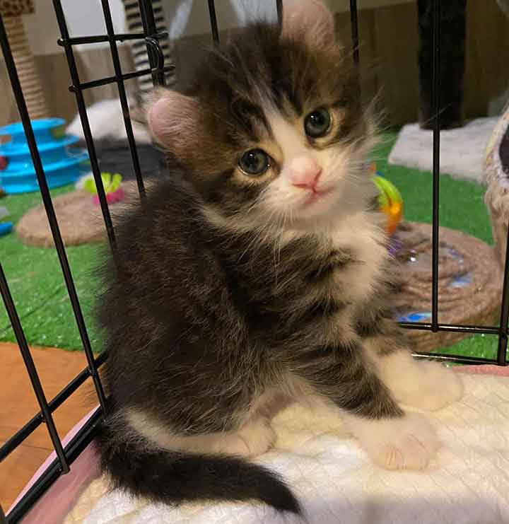 4 Week Old Maine Coon Kittens What You Need To Know Maine Coon Expert