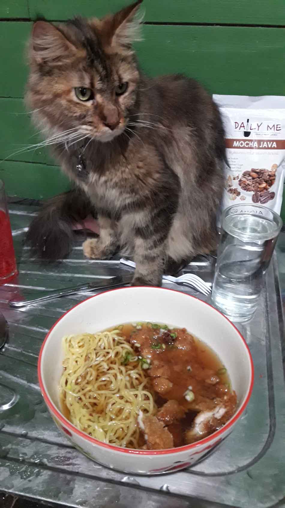 Do Maine Coons Like Water and Swimming (The Catty Paddle)? Maine Coon Expert