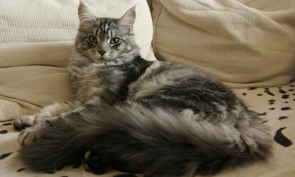 Can A Maine Coon Cat Be Left Alone? Maine Coon Expert