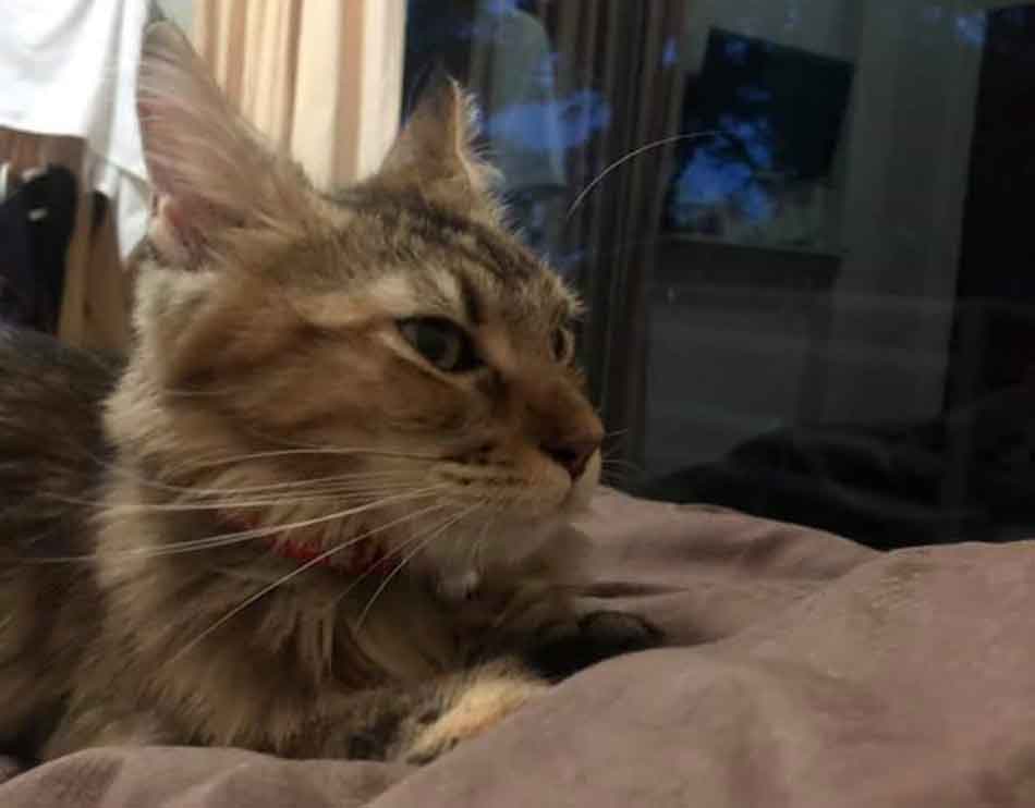 Do Maine Coons Purr? (Reasons And Causes) Maine Coon Expert