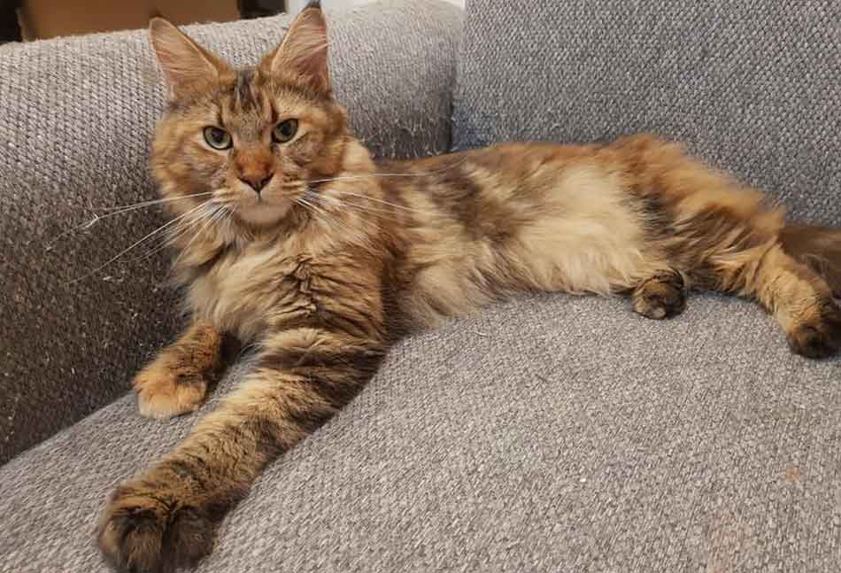 The Maine Coon Tabby Mix (What You Need To Know) Maine Coon Expert