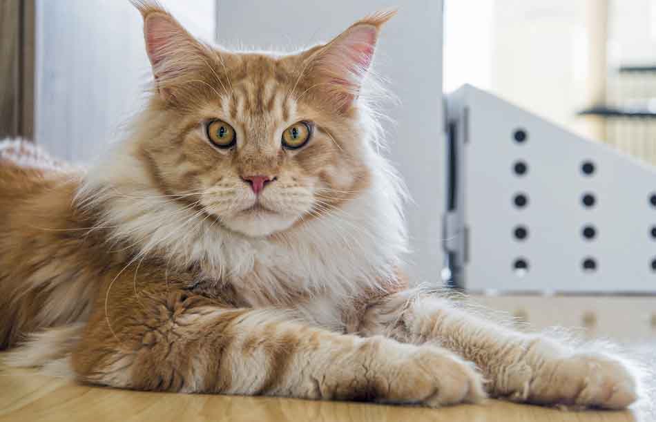 The History Of The Maine Coon Cat Maine Coon Expert