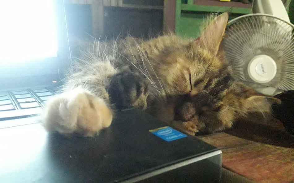 How To Tell If Your Cat Is Part Maine Coon (14 Identifiable Features
