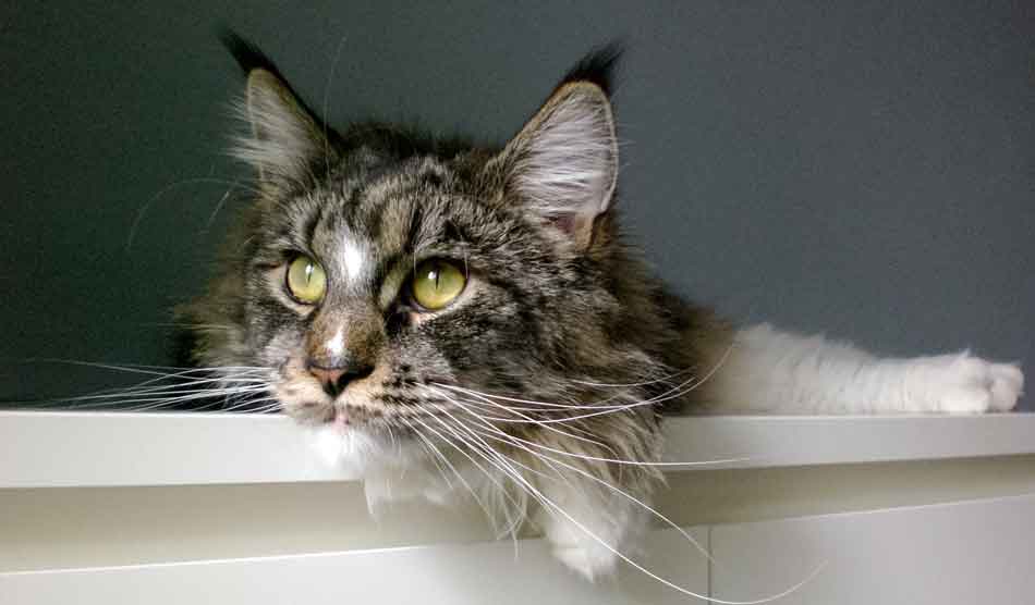 Can A Maine Coon Be An Indoor Cat? Maine Coon Expert