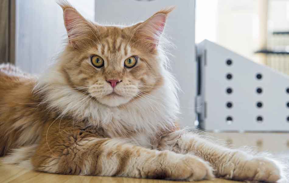 Do Maine Coon Cats Have Manes? Maine Coon Expert
