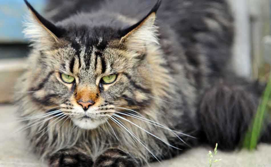 The Maine Coon Tabby Mix (What You Need To Know) Maine Coon Expert