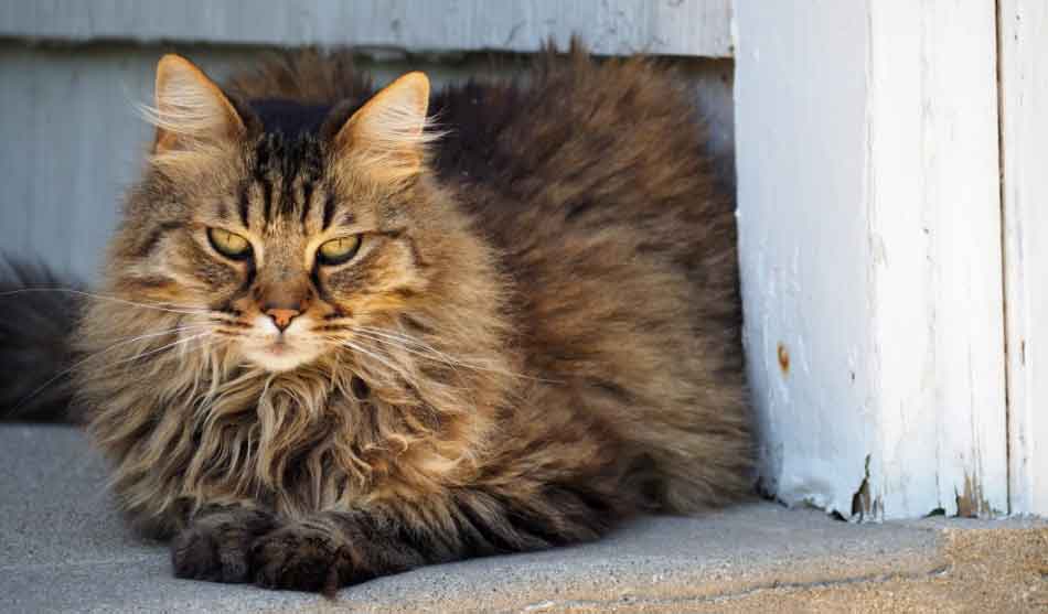 Do Maine Coon Cats Shed? Maine Coon Expert