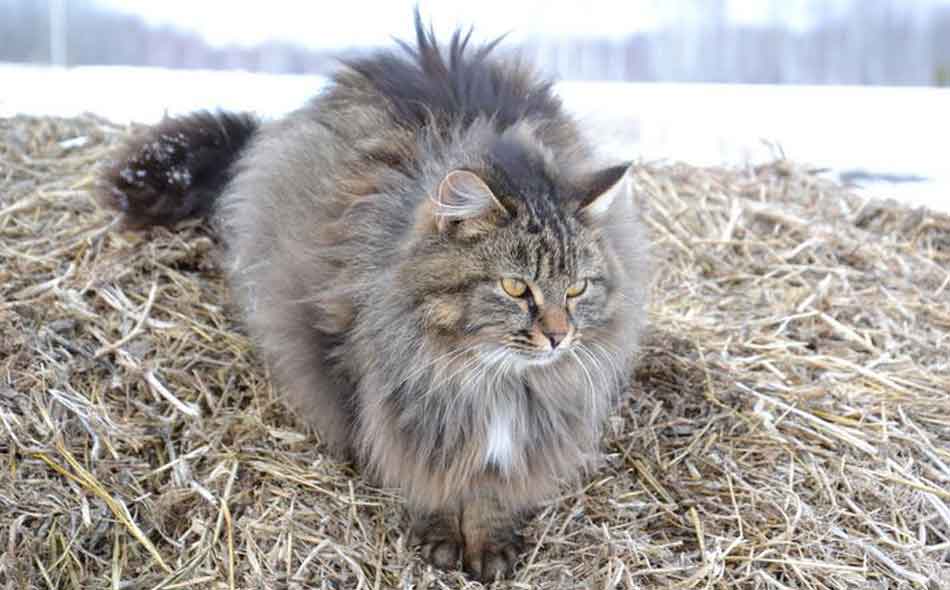 Do Maine Coon Cats Shed? Maine Coon Expert