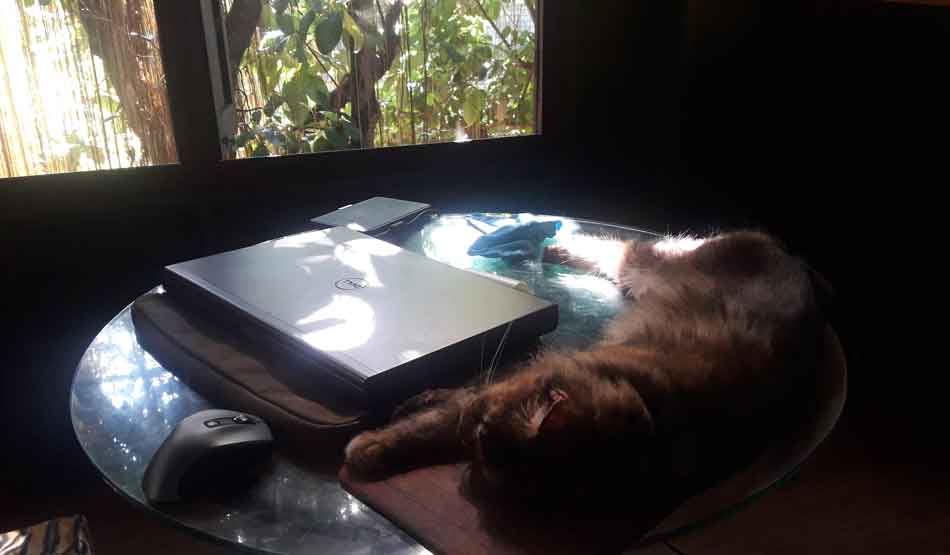 Can Maine Coons Live In An Apartment? Maine Coon Expert