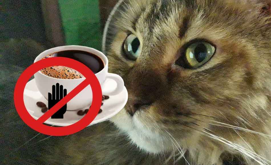 Can Maine Coon Cats Drink Coffee Is It Dangerous For Them? Maine