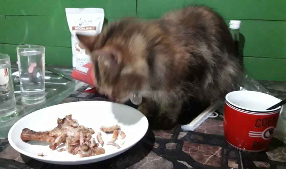 Can Maine Coon Cats Drink Coffee Is It Dangerous For Them? Maine